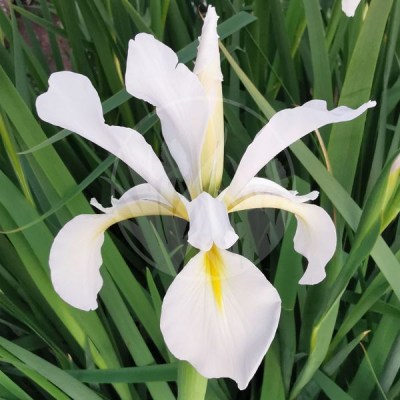 Iris orientalis Frigia IMG_20220606_205831 upr